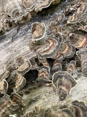 Trametes versicolor