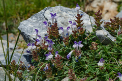 Scutellaria alpina