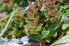 Scutellaria alpina