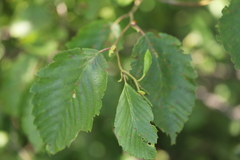 Betulaceae