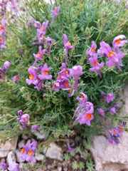 Linaria alpina