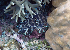 Tridacna squamosa