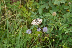 Melanargia