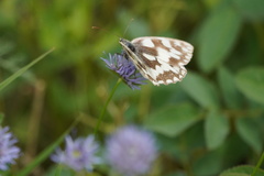 Melanargia