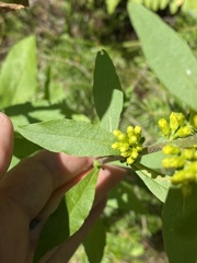 Solidago hispida