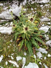 Cirsium spinosissimum