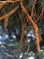 Trentepohlia
