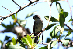 African Dusky Flycatcher photo 3