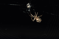 Larinioides sclopetarius