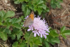 Hyponephele lycaon