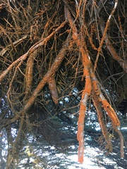 Trentepohlia