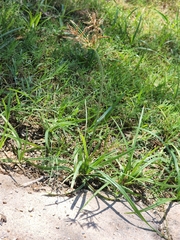 Cyperus rotundus
