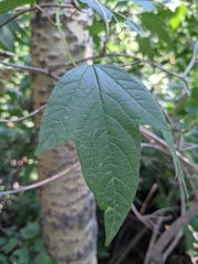 Viburnum opulus americanum