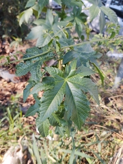 Ricinus communis