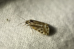 Acontia trabealis