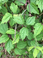 Clematis virginiana