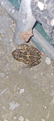 Sclerophrys pantherina