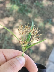Cyperus rotundus