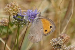 Hyponephele lycaon