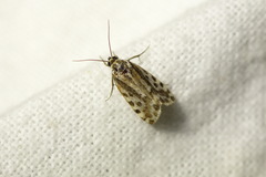 Acontia trabealis
