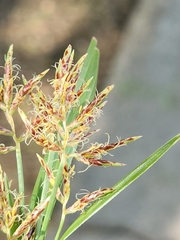 Cyperus rotundus