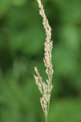 Calamagrostis