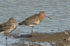 Limosa limosa