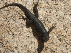 Sceloporus occidentalis longipes