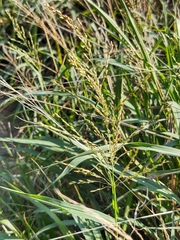 Sorghum halepense
