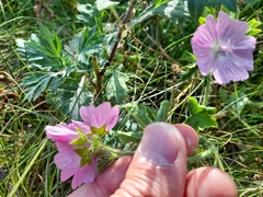 Malva moschata