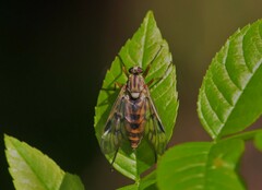 Rhagio