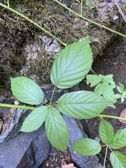 Rubus