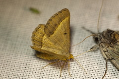 Isturgia arenacearia