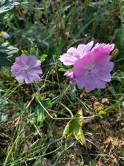 Malva moschata