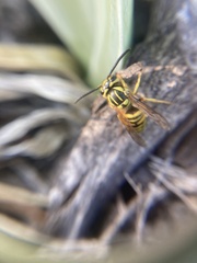 Vespula squamosa
