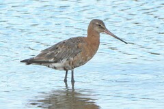 Limosa limosa