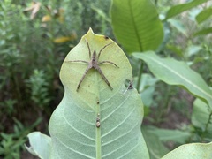 Pisaurina mira
