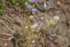Hyponephele lycaon