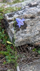 Campanula rotundifolia