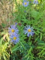 Symphyotrichum subspicatum
