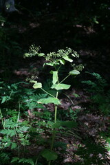 Smyrnium perfoliatum