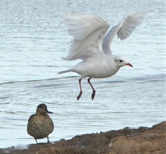 Ichthyaetus melanocephalus