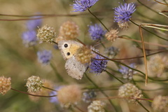 Hyponephele lycaon
