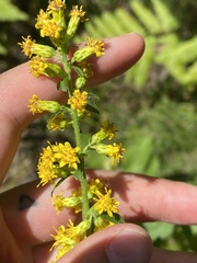 Solidago hispida