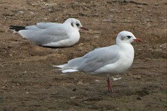 Ichthyaetus melanocephalus