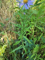 Symphyotrichum subspicatum