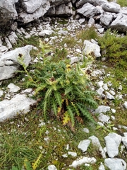 Cirsium spinosissimum