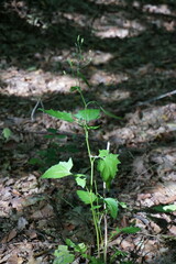 Lapsana communis intermedia