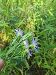 Symphyotrichum subspicatum