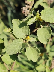 Malvastrum americanum